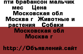 пти брабансон мальчик 2 мес. › Цена ­ 18 000 - Московская обл., Москва г. Животные и растения » Собаки   . Московская обл.,Москва г.